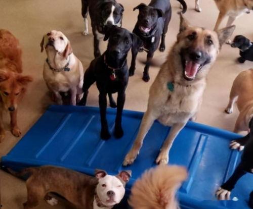 呆狗看爆料视频是真的吗,真相揭秘还是虚假炒作? 第2张 呆狗看爆料视频是真的吗,真相揭秘还是虚假炒作? 第2张